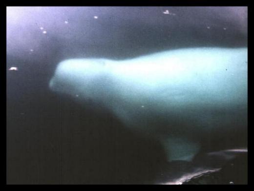 Le beluga