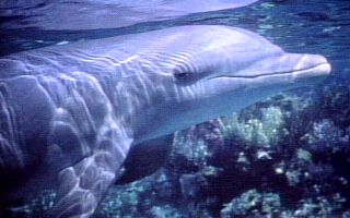 Le dauphin commun
